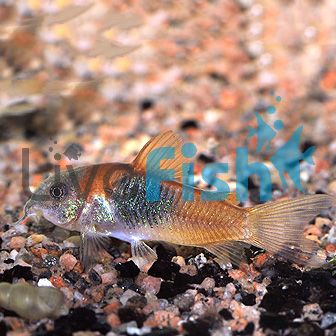 Orange Venezuela Corydoras 2.5cm