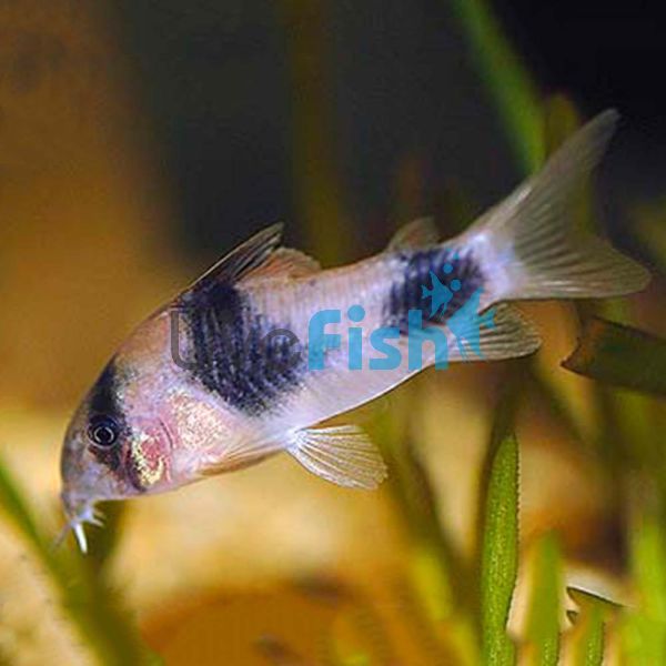 Weitzmani Two Saddle Corydoras 3cm