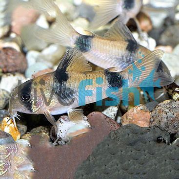 Corydoras Weitzmani Two Saddle 3.5cm