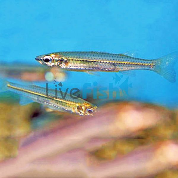 Australian Pencilfish 7cm 