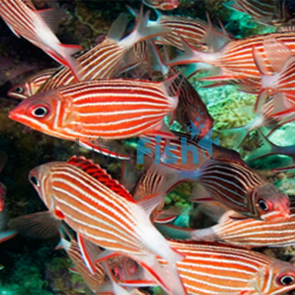 Crown Squirrelfish - Large