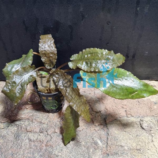 Cryptocoryne - Assorted Large Pot