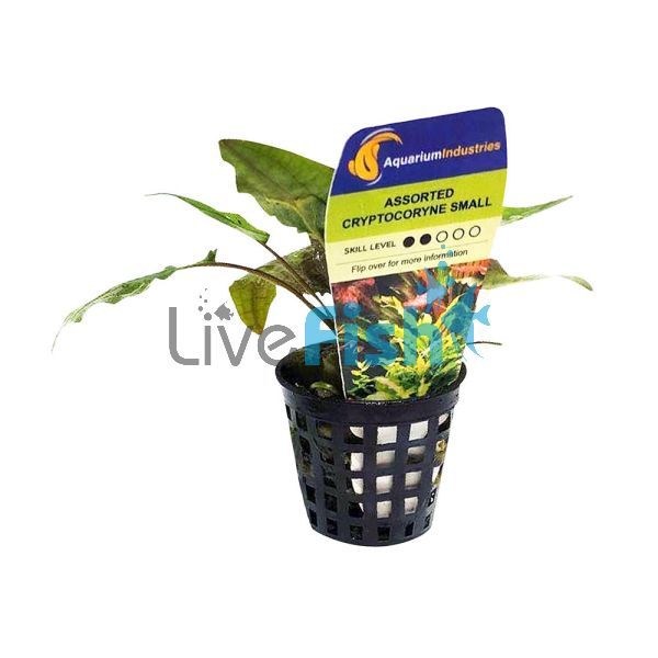 Cryptocoryne - Assorted Small Pot