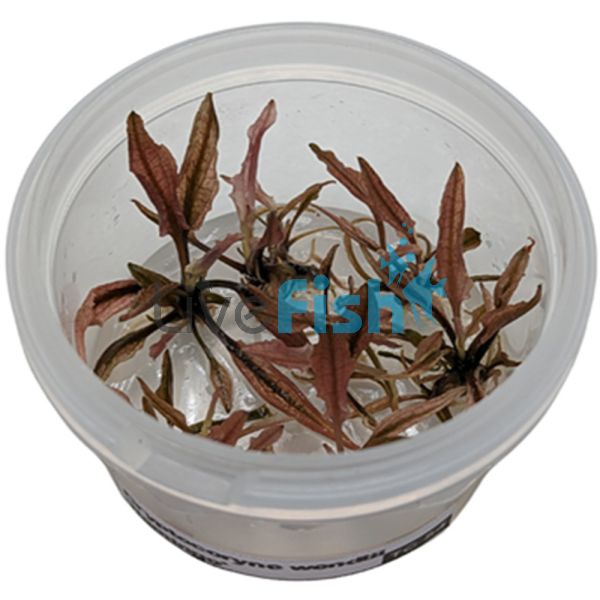 Cryptocoryne Wendtii Flamingo - Tissue Culture