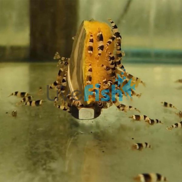 Crystal Black Shrimp 2cm