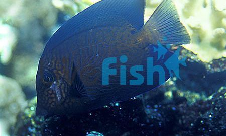 Chevron Tang MED