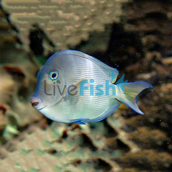 Striatus Tang - Medium