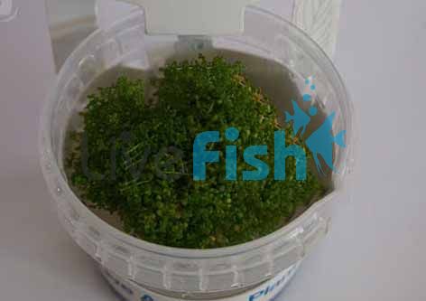 Cuba Tissue Culture HC Tub