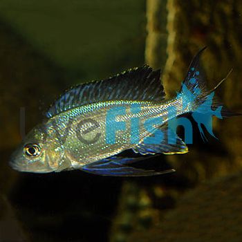 Cyathopharynx Furcifer Ruziba 6cm