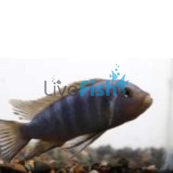 Cynotilapia Pulpican 4cm