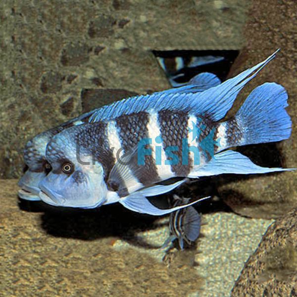 Cyphotilapia Frontosa 15cm