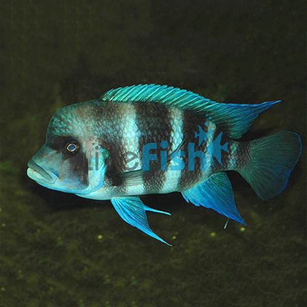 Cyphotilapia Frontosa 3.5cm