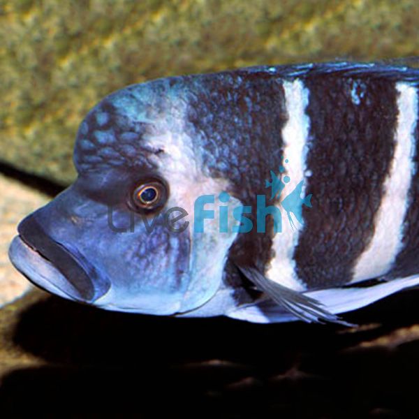 Cyphotilapia Frontosa 25cm