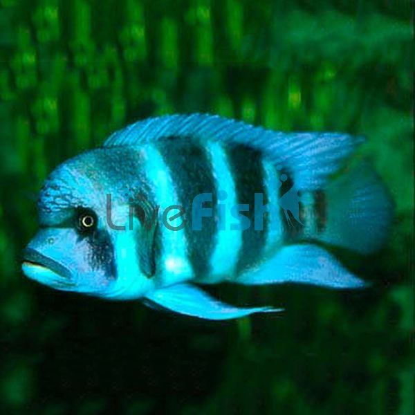 Cyphotilapia Frontosa 12cm 