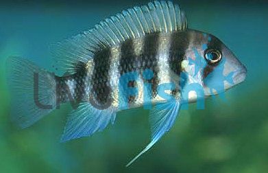 Frontosa 7Bar 10cm - Blue Form