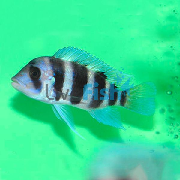 Cyphotilapia Frontosa Burundi 3cm