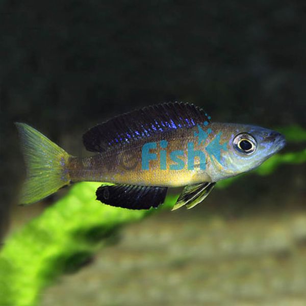 Cyprichromis Microlepidotus Sibwesa 5cm