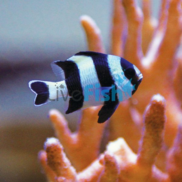 Blacktail Humbug Damselfish - Medium