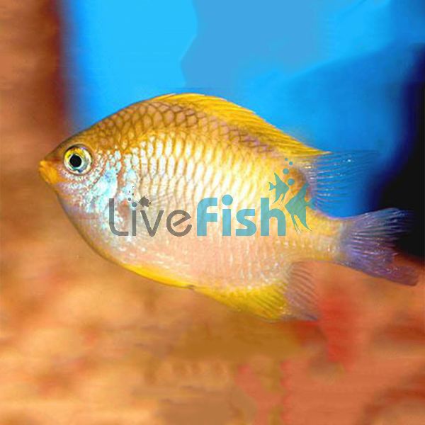 Lemon Ternate Damselfish - Medium