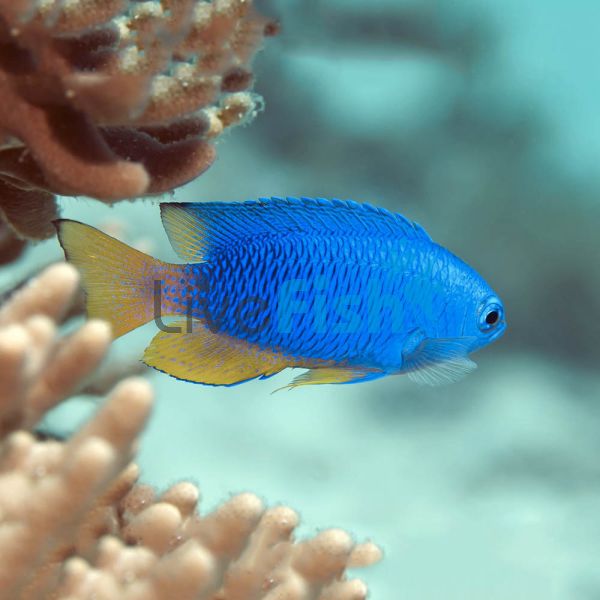 Neon Blue Damselfish - Medium