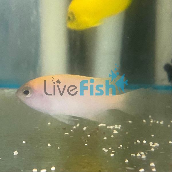 Smiths Damselfish - Medium