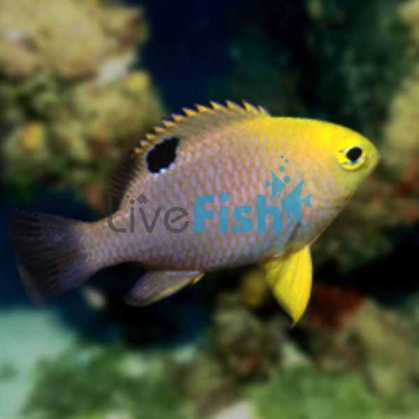 Talbot's Damselfish - Medium