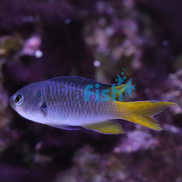 Damselfish Coral LGE
