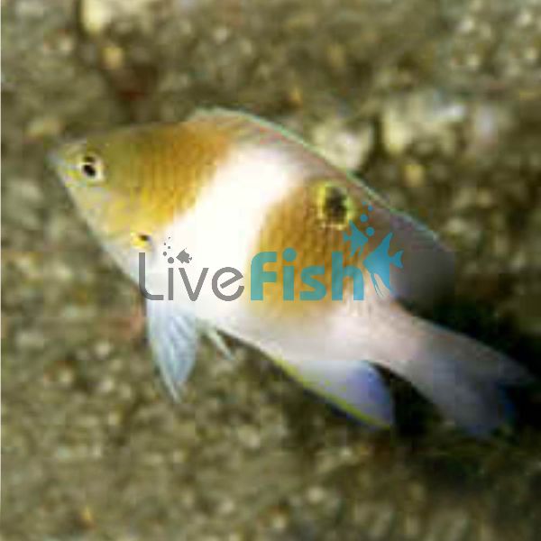 Honey Head Damselfish - Medium