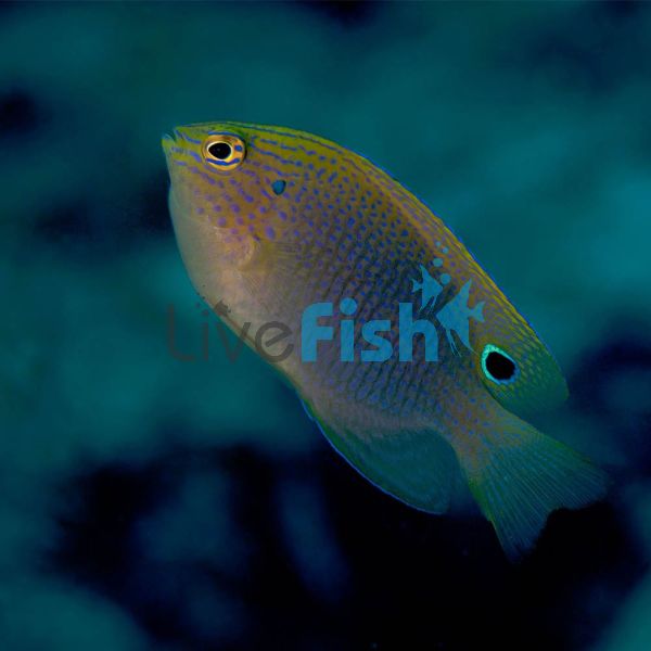 Damselfish Speckled - Medium 