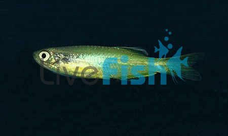 Gold Striped Blue Danio 3.5cm