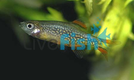 Celestial Pearl Danio - Galaxy Rasbora 2cm