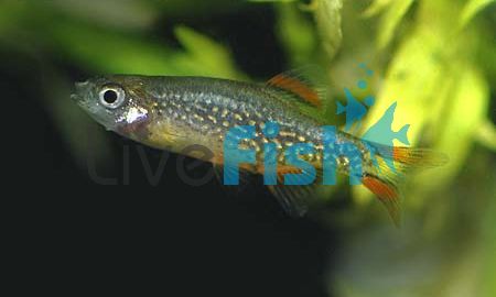 Celestial Pearl Danio (Galaxy Rasbora) 1.5cm