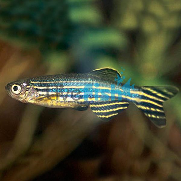 Zebra Danio 3cm