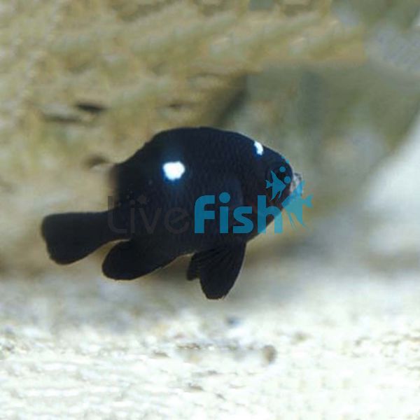 Domino Damselfish - Small