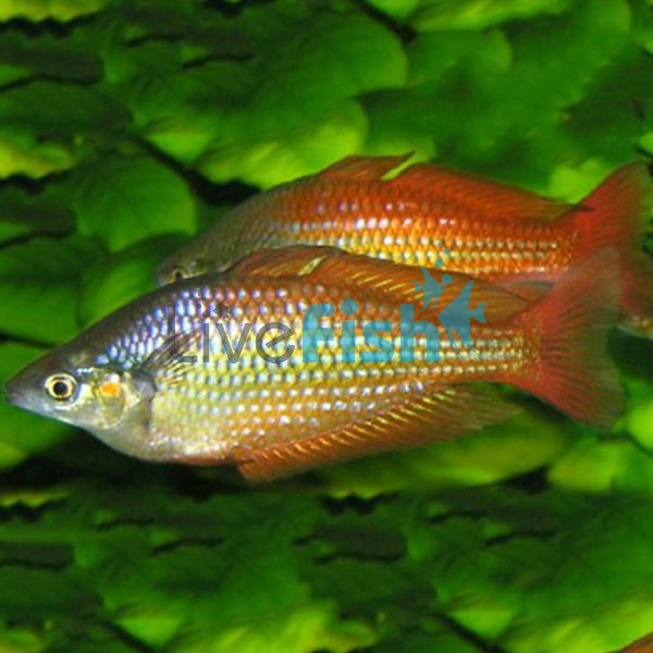 30x Deepwater Creek Rainbow 4-5cm