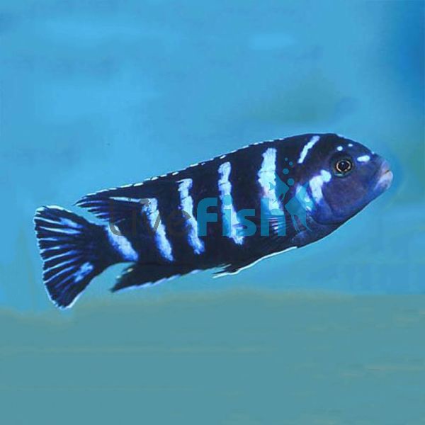 Pseudotropheus Demasoni 4cm