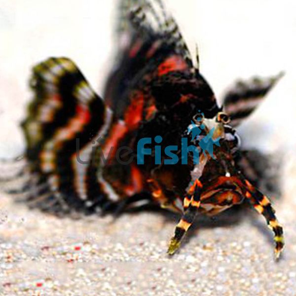 Twospot Lionfish - Medium