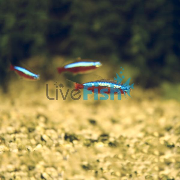 Cardinal Tetra 3cm