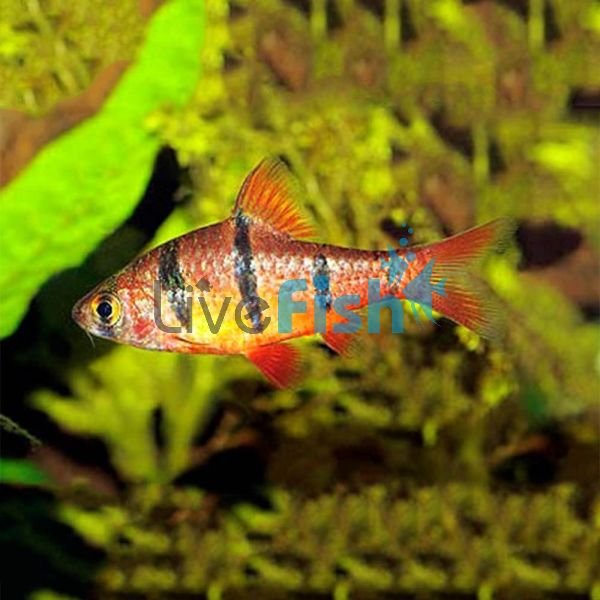 Five Banded Barb 3cm