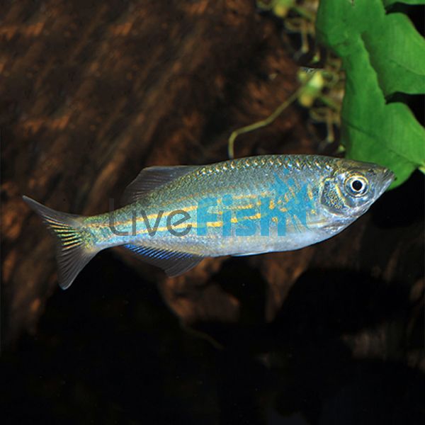 Giant Danio 4cm