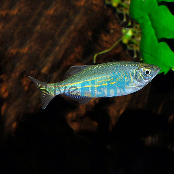 Giant Danio 3.5cm