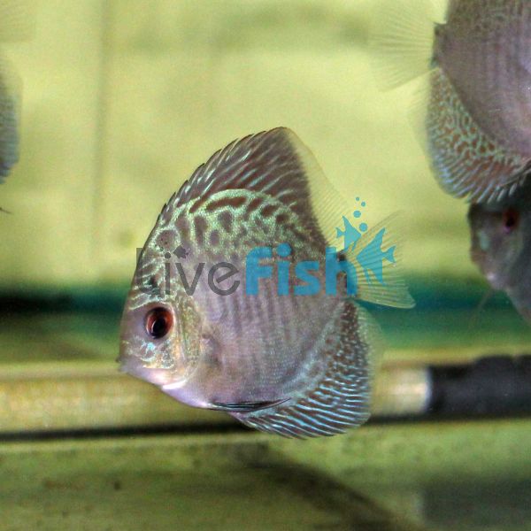 Diamond Snake Discus 7cm