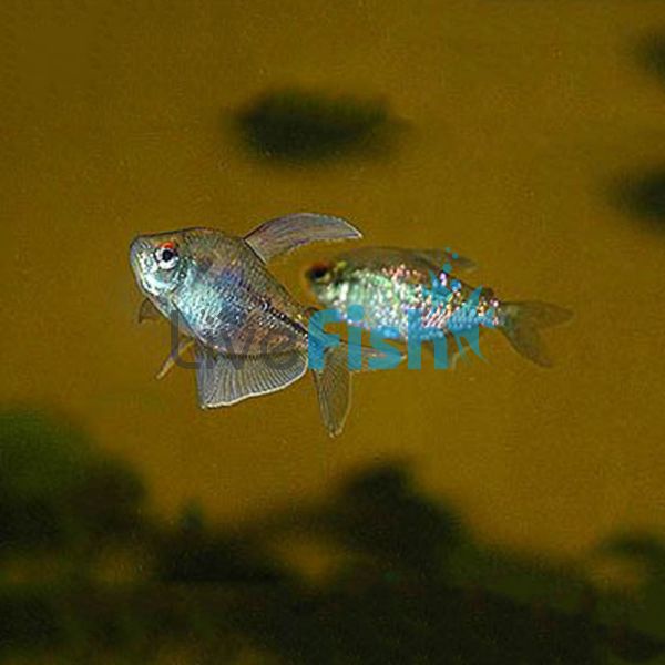 Diamond Tetra 2cm