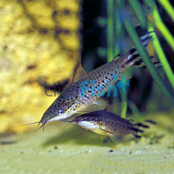 Flagtail Dianema Catfish 7cm
