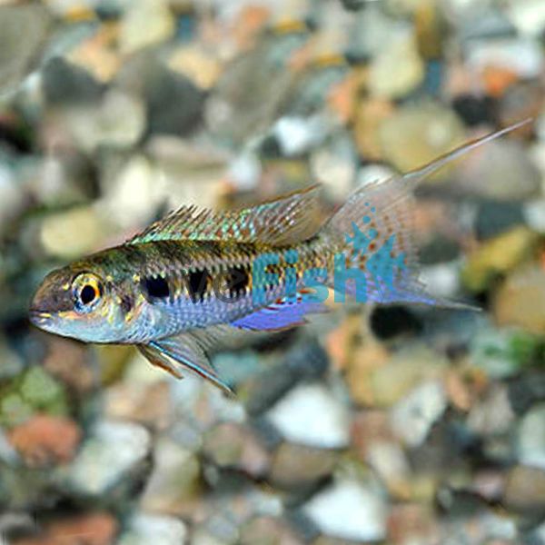 Checkerboard Cichlid 3cm