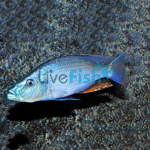 Dimidiochromis Compressiceps 3.5cm