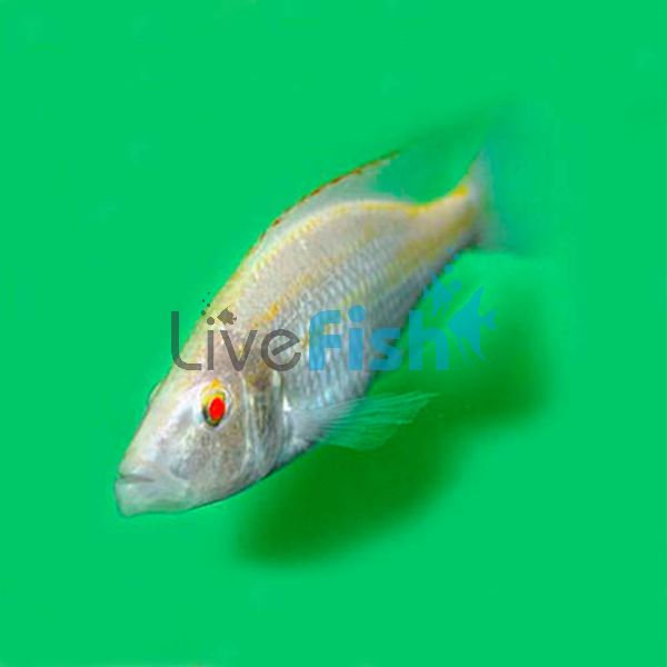 Albino Dimi Compressiceps 4cm