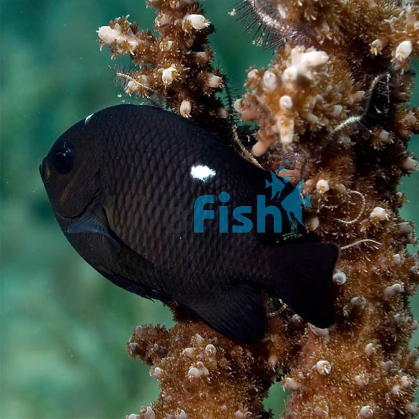 Domino Damselfish - Large