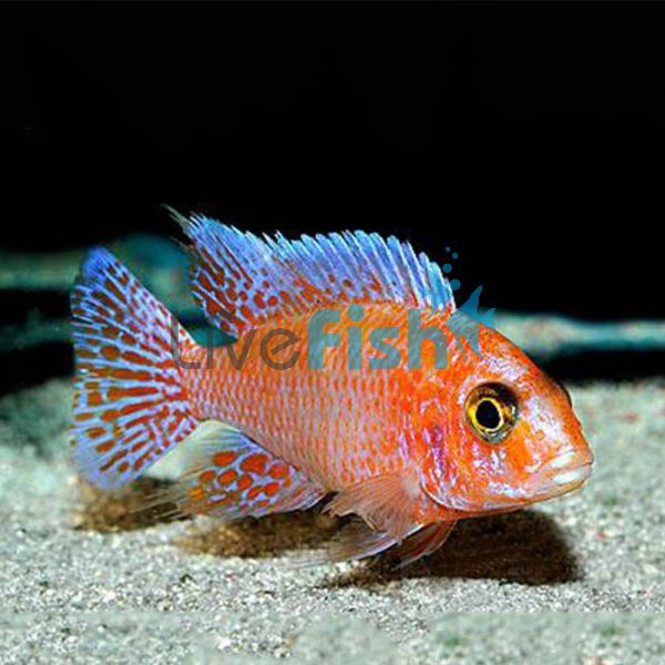 Dragon Blood Peacock 7cm