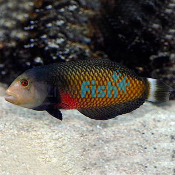 Dragon Wrasse - Medium
